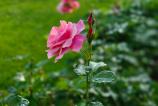 OPPO-Find-X8-Ultra-Bokeh_014.jpg