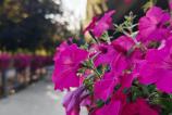 OPPO-Find-X8-Ultra-Bokeh_011.jpg