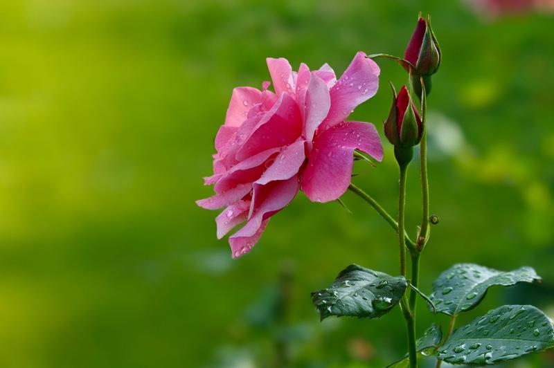 OPPO Find X8 Ultra - Mostre Foto (bokeh): OPPO-Find-X8-Ultra-Bokeh_015.jpg