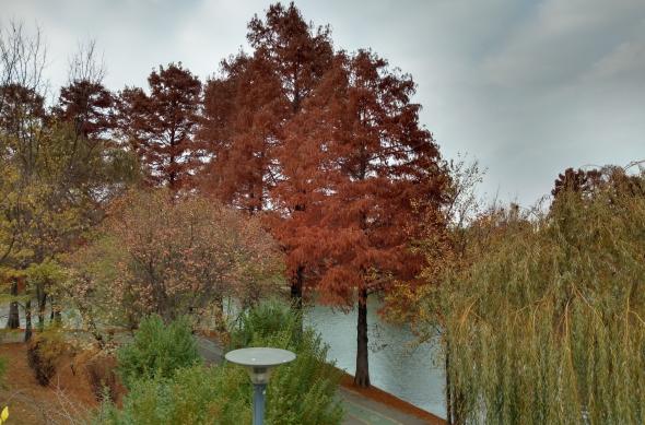 Motorola One - Mostre Foto (ziua): IMG_20181114_144011264_HDR.jpg