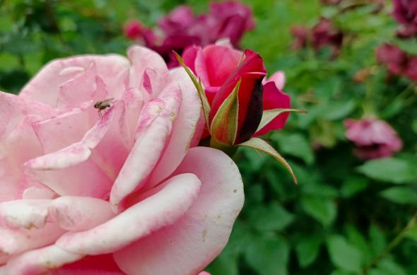 Infinix Note 40 Pro 4G - Mostre macro: Infinix-Note-40-Pro-4G-Macro_005.jpg