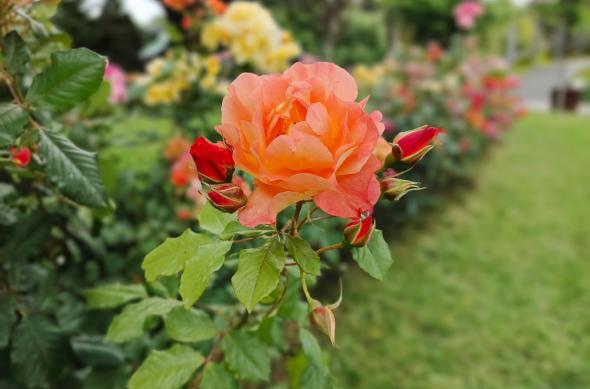 Infinix Note 40 Pro 4G - Mostre bokeh: Infinix-Note-40-Pro-4G-Bokeh_007.jpg