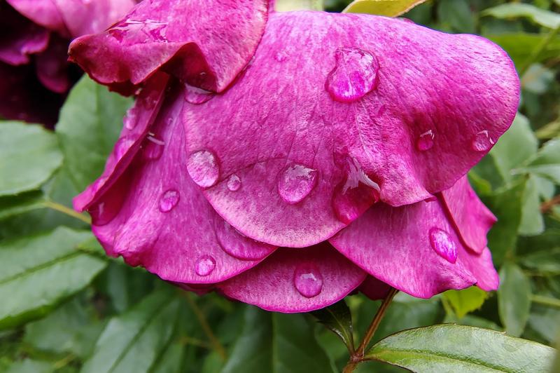 Motorola Edge 50 Fusion - Mostre foto (macro): Motorola-Edge-50-Fusion-Mostre-macro_005.jpg