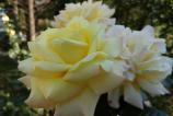 IMG_20161002_151058.jpg