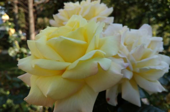 TP-Link Neffos C5 Max - Mostre Foto (ziua): IMG_20161002_151058.jpg