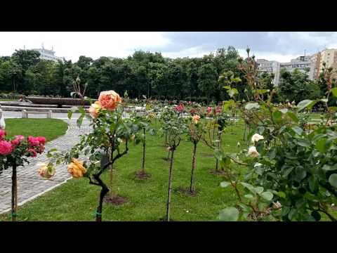 LG G5, mostră video Full HD, 30 FPS (close-up & autofocus & zoom) - Mobilissimo.ro