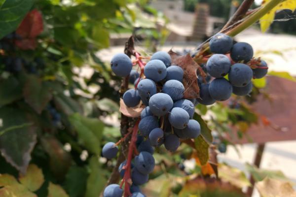 Huawei P9 Plus - Mostre Foto (ziua)