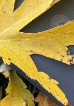 Cum fotografiază cel mai subțire smartphone Motorola al momentului? (Teaser - Mostre foto)