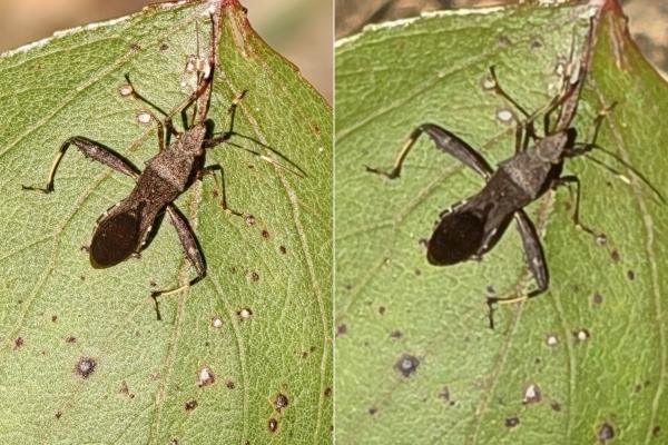 Samsung Galaxy S25 Ultra, OPPO Find X9 Pro - Zoom 3X