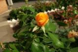 IMG_20170927_165529.jpg