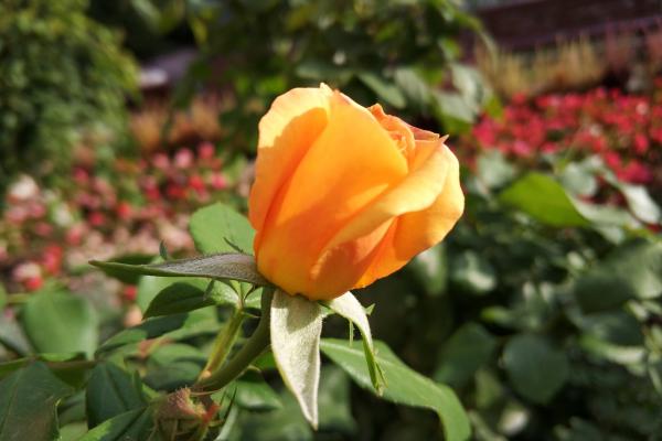 Xiaomi Mi 6 - Mostre Foto (ziua)