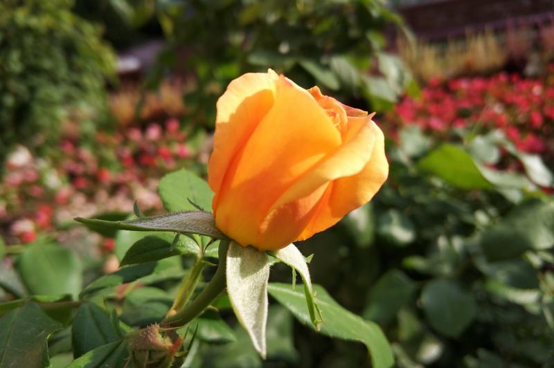Xiaomi Mi 6 - Mostre Foto (ziua): IMG_20170927_165511.jpg