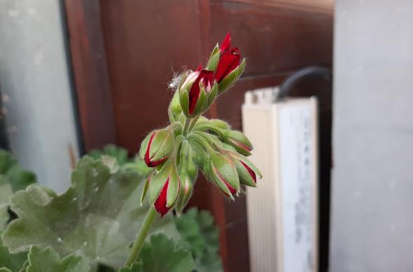 Samsung Galaxy A50 - Mostre Foto (ziua): 20190504_165525.jpg