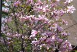 IMG_20160406_152036.jpg