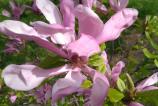 IMG_20160406_154632.jpg