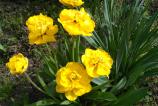 IMG_20160406_154652.jpg