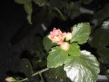 IMG_20160408_220931.jpg