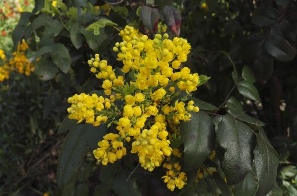 Huawei Honor 7 - Mostre Foto (ziua): IMG_20160407_162622.jpg