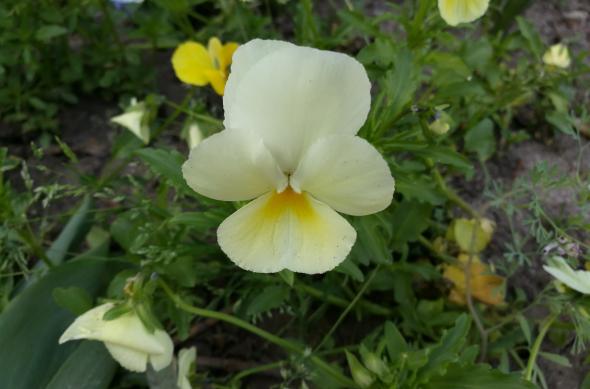 Fotografii prim plan (Samsung Galaxy S7 vs Huawei P9 vs Xiaomi Mi 5): Huawei P9