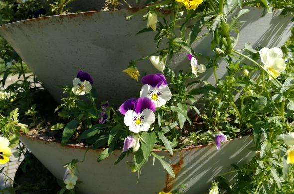 Culori (Samsung Galaxy S7 vs Huawei P9 vs Xiaomi Mi 5): Huawei P9