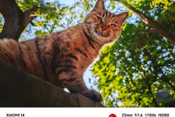 Xiaomi 14 - Mostre foto (teaser)