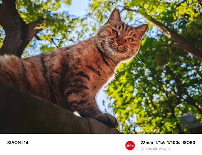 Xiaomi 14 - Mostre foto (teaser): 002p2Zyzly1hj675smrxtj62801rcb2e02.jpg