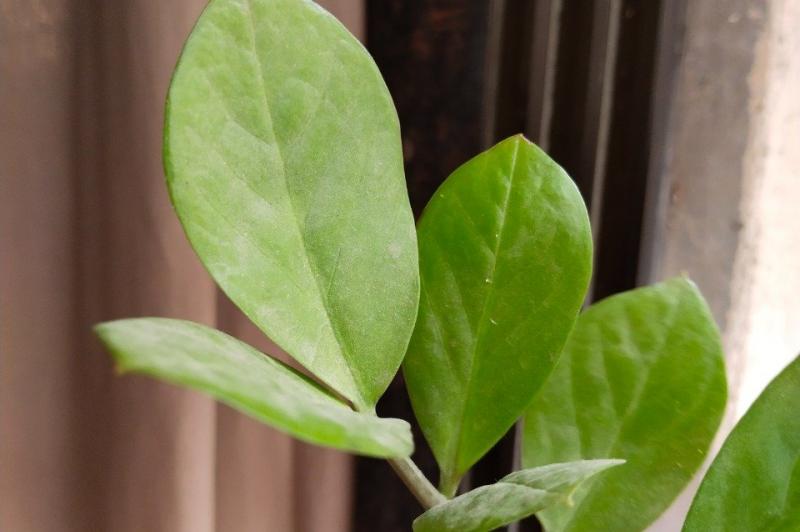 Mostre foto vivo T1 5G: vivo-T1-5G-Mostre-Foto_003.jpg