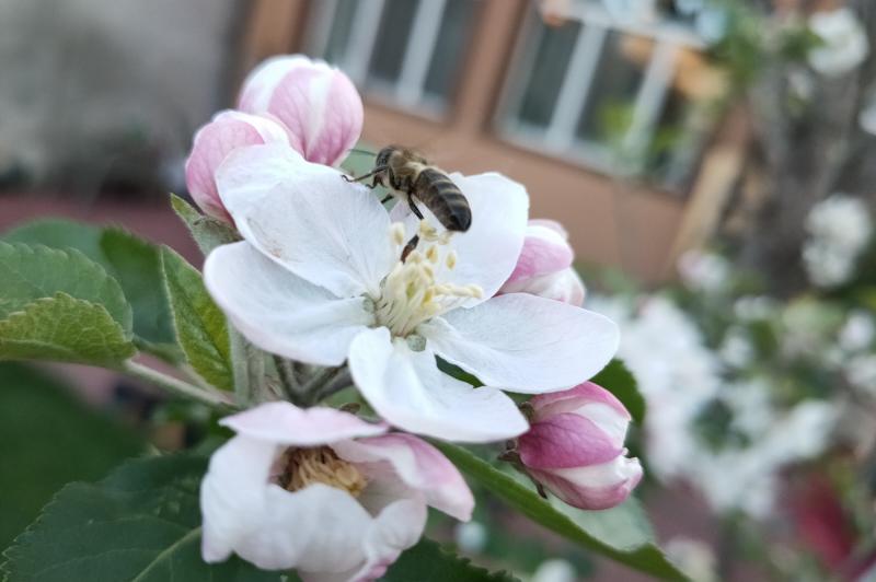 OPPO Reno 3 Pro (5G) - Mostre Foto (ziua): IMG20200416192843.jpg