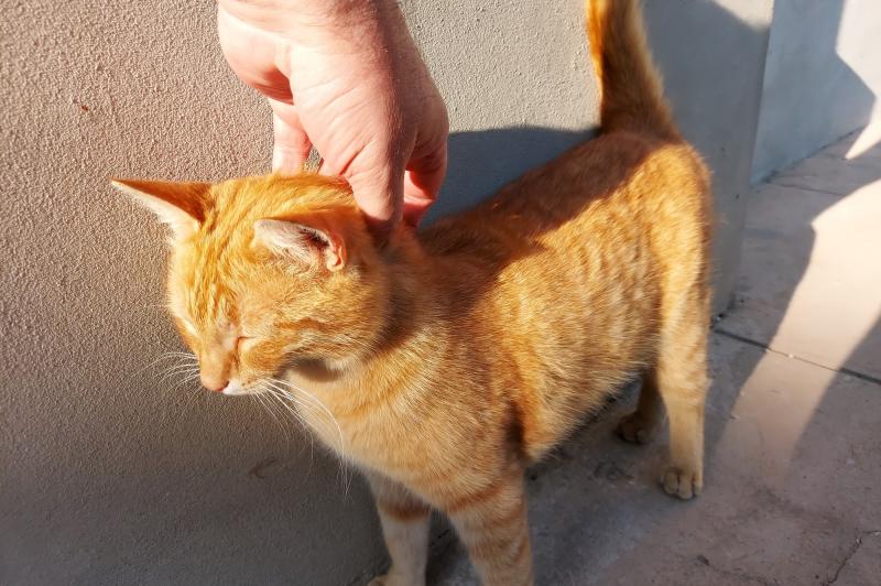 Samsung Galaxy S10 Lite - Mostre Foto (ziua): 20200423_181921.jpg