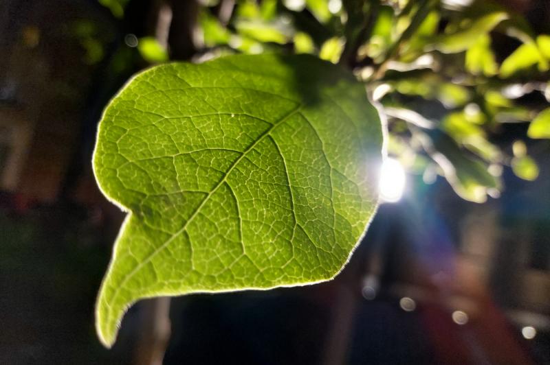 Samsung Galaxy S10 Lite - Mostre Foto (seara): 20200427_220225.jpg