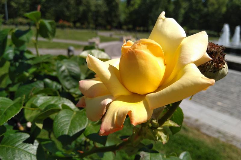 Nokia 6.1 - Mostre Foto (ziua): IMG_20180615_145325.jpg