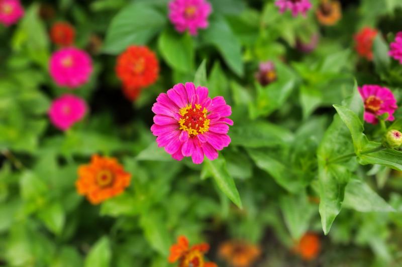 Samsung Galaxy Z Flip4 - Mostre Foto (ziua): Samsung-Galaxy-Z-Flip4-Mostre-foto-Ziua_119.jpg