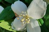 Honor-400-Mostre-Macro_009.jpg
