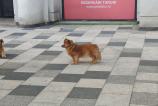 Nothing-Phone-3a-Pro-Mostre--zoom_001.jpg