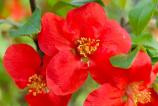 Nothing-Phone-3a-Pro-Mostre-macro_006.jpg