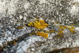 Nothing-Phone-3a-Pro-Mostre-macro_002.jpg