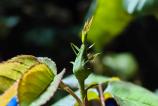Nothing-Phone-3a-Pro-Mostre-noapte_029.jpg
