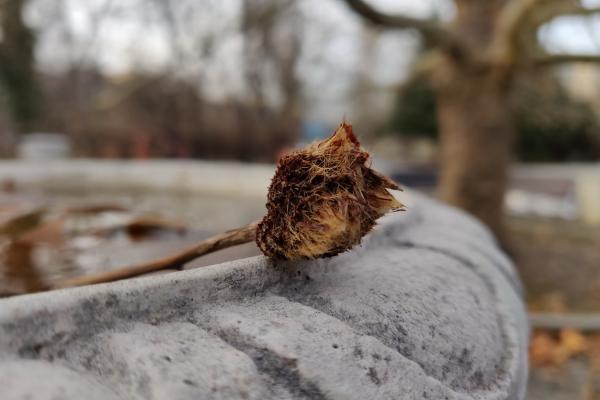 OnePlus 6T - Mostre Foto (bokeh)