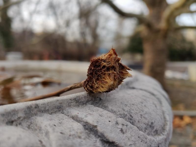 OnePlus 6T - Mostre Foto (bokeh): IMG_20181226_152000_Bokeh.jpg