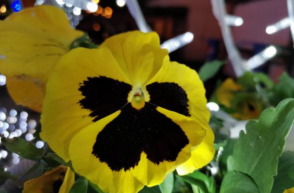 Huawei Nova 5T - Mostre Foto (seara): IMG_20191218_012530.jpg