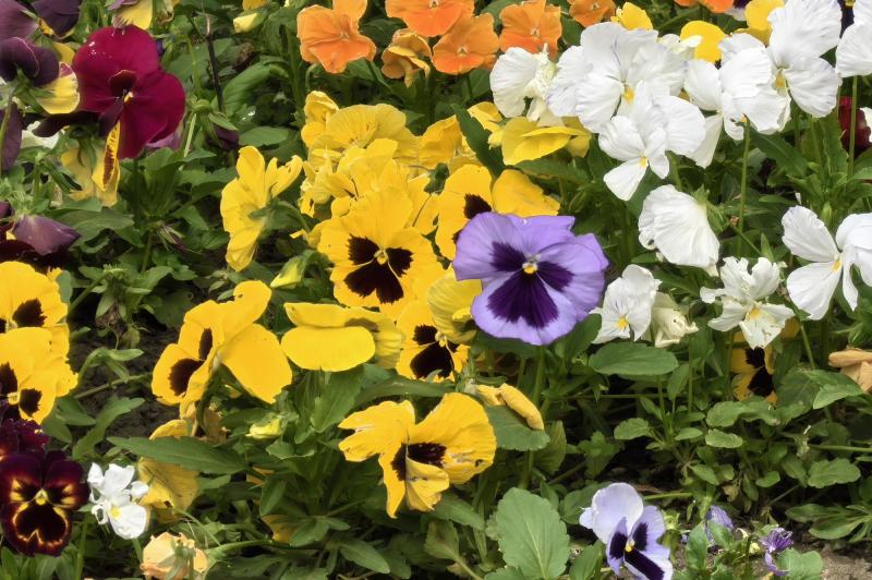 Huawei Pura 70 Ultra - Mostre Foto (ziua): IMG_20240517_142929.jpg