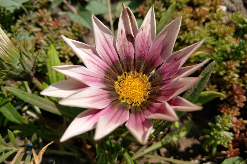 HTC U12+ - Mostre Foto (ziua): IMAG0485.jpg