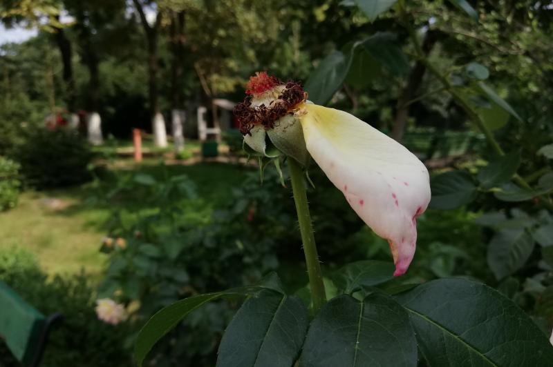 Huawei P20 Lite - Mostre Foto (bokeh): IMG_20180722_161624.jpg