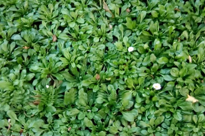 Allview X2 Soul Lite - Mostre Foto (ziua): Allview-X2-Soul-Lite-Mostre-foto_006.jpg