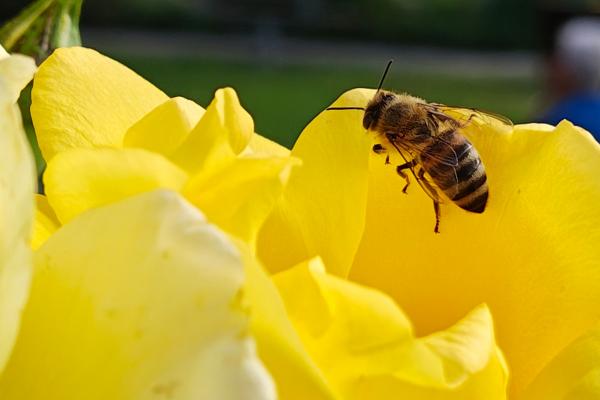 Motorola RAZR 50 Ultra - Mostre Foto