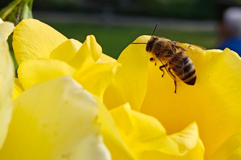 Motorola RAZR 50 Ultra - Mostre Foto: Motorola-RAZR-50-Ultra-Closeup_002.jpg