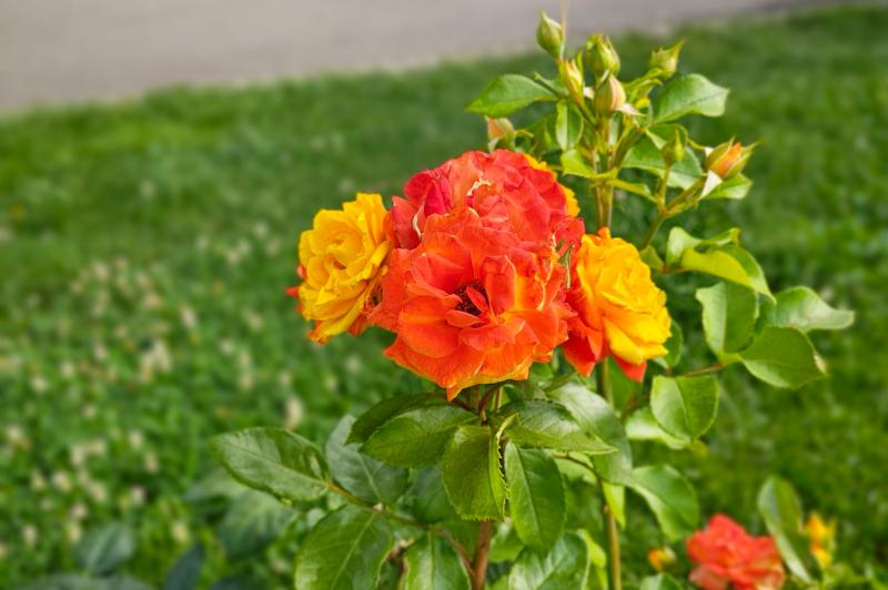 Motorola RAZR 50 Ultra - Mostre Foto: Motorola-RAZR-50-Ultra-Culori_002.jpg