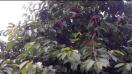 BlackBerry PlayBook video sample - Mobilissimo TV
