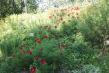 BlackBerry-Z10--Mostre-foto-ziua_006.jpg