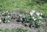 BlackBerry-Z10--Mostre-foto-ziua_003.jpg